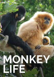 Monkey Life - Season 4 Monkey Life - Season 4