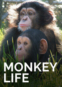 Monkey Life - Season 2 Monkey Life - Season 2