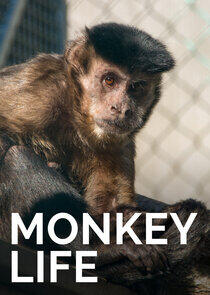 Monkey Life - Season 9 Monkey Life - Season 9