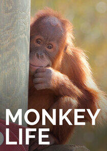 Monkey Life - Season 6 Monkey Life - Season 6