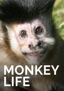Monkey Life - Season 3 Monkey Life - Season 3