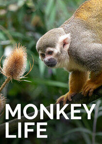Monkey Life - Season 12 Monkey Life - Season 12
