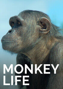 Monkey Life - Season 5 Monkey Life - Season 5
