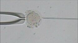 Fighting for Fertility Fighting for Fertility