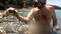 Shark Attack Shark Attack