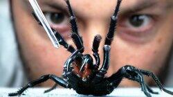 How To Get Venom From The World's Deadliest Spider How To Get Venom From The World's Deadliest Spider