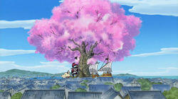 The Criminal is Boss Luffy? Chase the Vanished Great Sakura Tree The Criminal is Boss Luffy? Chase the Vanished Great Sakura Tree