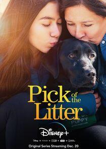 Pick of the Litter Pick of the Litter