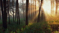 Into the Woods Into the Woods
