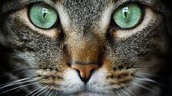 Cat Tales Cat Tales