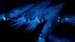Dark Seas Dark Seas