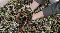 Olive Oil Olive Oil