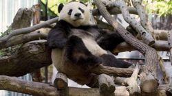 Panda-monium Panda-monium