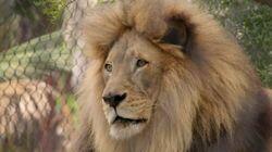 A Lion's Tale A Lion's Tale