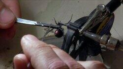 Spider Pharm Spider Pharm