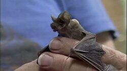 Bat Cave Scavenger