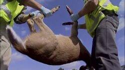 Roadkill Cleaner