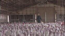 Turkey Farmer