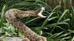 Venom: Nature's Killer Venom: Nature's Killer