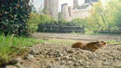 New York New York