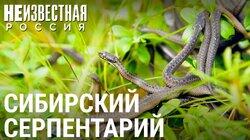 Змеиный источник Змеиный источник