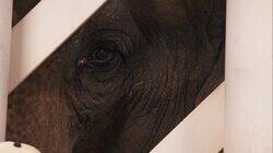 The Elephant in the Room The Elephant in the Room