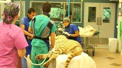 Tiger Emergency Tiger Emergency
