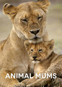 Animal Mums Animal Mums