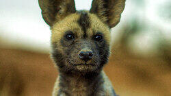 Lyca the Painted Wolf Lyca the Painted Wolf