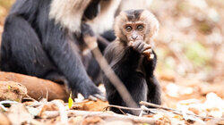 Ravi the Lion-tailed Macaque Ravi the Lion-tailed Macaque