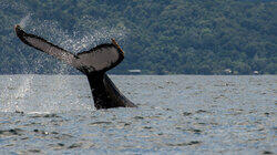 Humpback Birth of a Giant Humpback Birth of a Giant