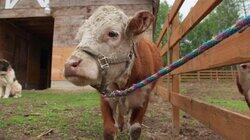 Don't Have a Cow Don't Have a Cow