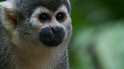 Squirrel Monkey Island Squirrel Monkey Island