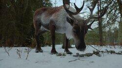 Rangifer tarandus Rangifer tarandus