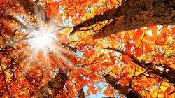 Autumn Autumn