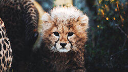 Usana the Cheetah Cub Usana the Cheetah Cub