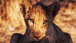 Chinga the Lion Cub Chinga the Lion Cub