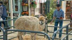 Alpaca-lypse Now Alpaca-lypse Now