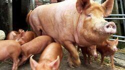 Pigs Pigs