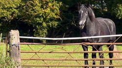 Horses Horses