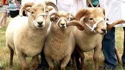 Sheep Sheep