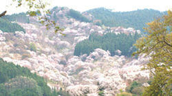 Yoshino, Nara: Awash in Pink Petals Yoshino, Nara: Awash in Pink Petals