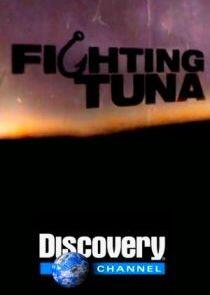 Fighting Tuna Fighting Tuna