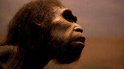 Mysteries of the Missing Link Mysteries of the Missing Link