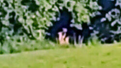 Shadow Figure in a New Jersey Backyard and More Shadow Figure in a New Jersey Backyard and More