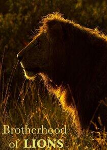 Brotherhood of Lions Brotherhood of Lions