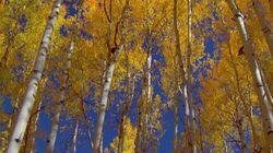Forests Forests