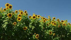 Flowers Flowers