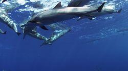 Whales and Dolphins Whales and Dolphins
