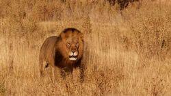 Africa Africa